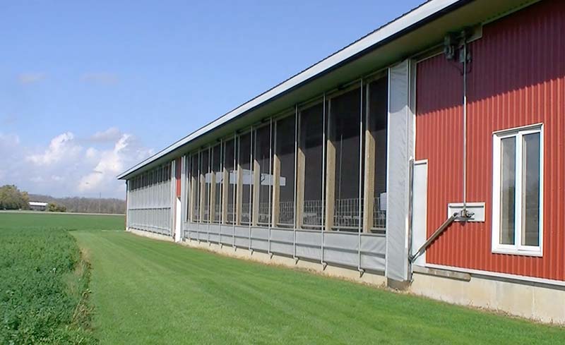 Barn with one curtain lowered and one raised in an automated natural ventilation system.