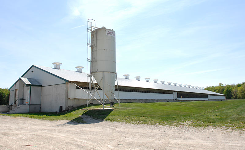 Sow barn with insulated curtains partially open in a natural ventilation sytem.