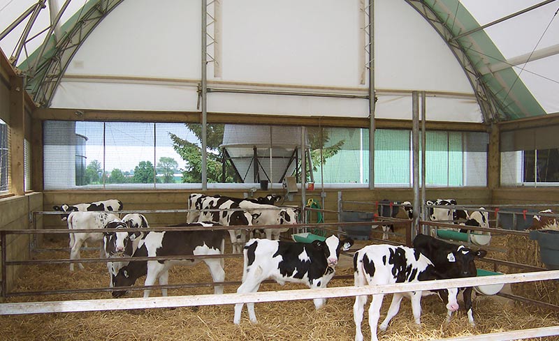 Inside a fabric covered building with multiple group calf pens and open curtain systems