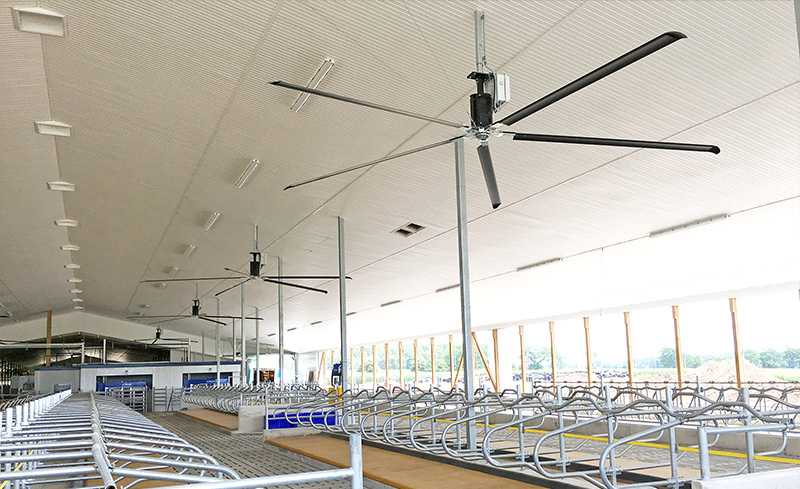 HVLS fans in a dairy barn installed higher than the natural ventilation curtain opening.