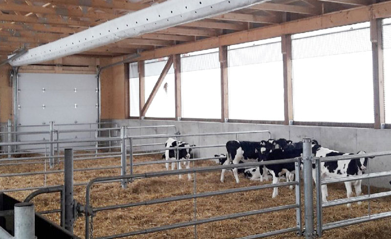 Calves indoors with gated pens and natural ventilation.