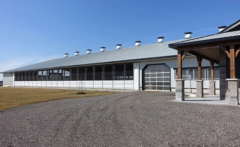 Cows eating at feed front in a dairy barn with natural ventilation and circulation fans.
