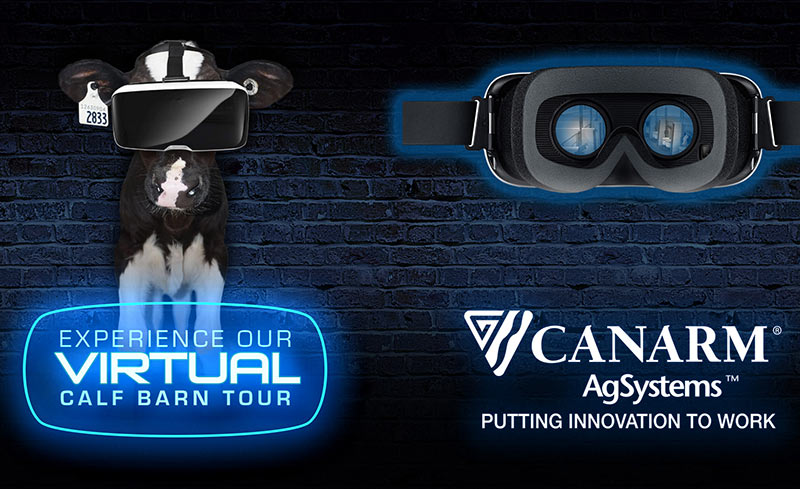 A calf with virtual reality goggles on. Experience our virtual calf barn tour.