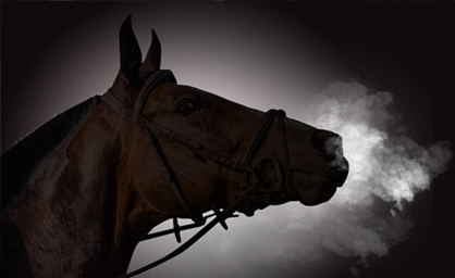 A horses breath on a dark background.