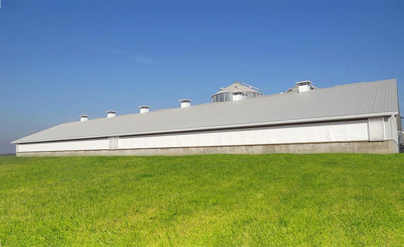 Exterior of a swine farm with insulated curtains and ridge chimneys in a natural ventilation setup.