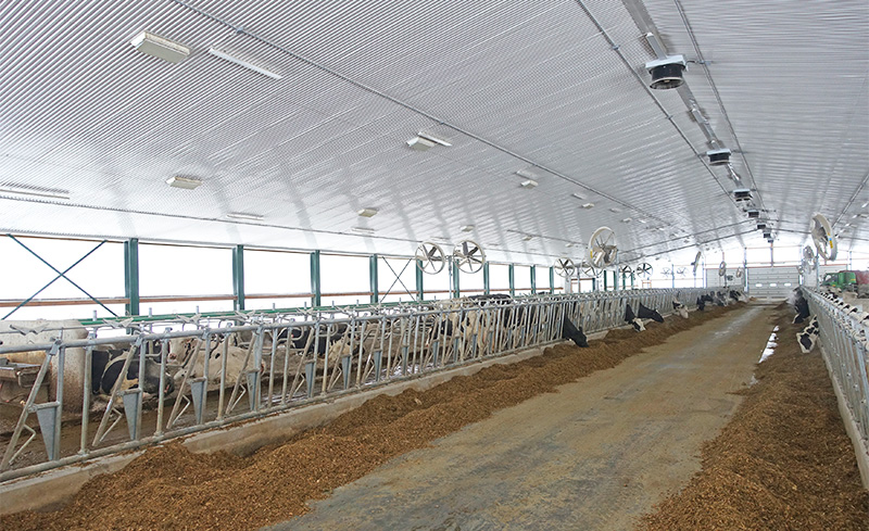 Cows eating at feed front in a dairy barn with natural ventilation and circulation fans.