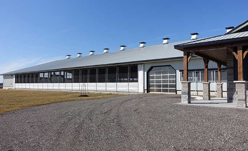 Des vaches qui mangent à un carcan dans une ferme laitière dotée d'une ventilation naturelle et de ventilateurs de circulation.