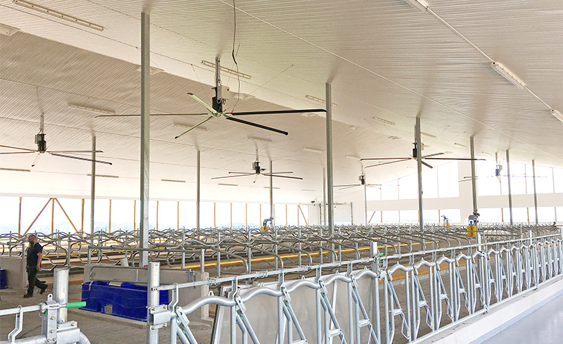 Plusieurs ventilateurs HVLS installés au-dessus des logettes dans une ferme laitière.