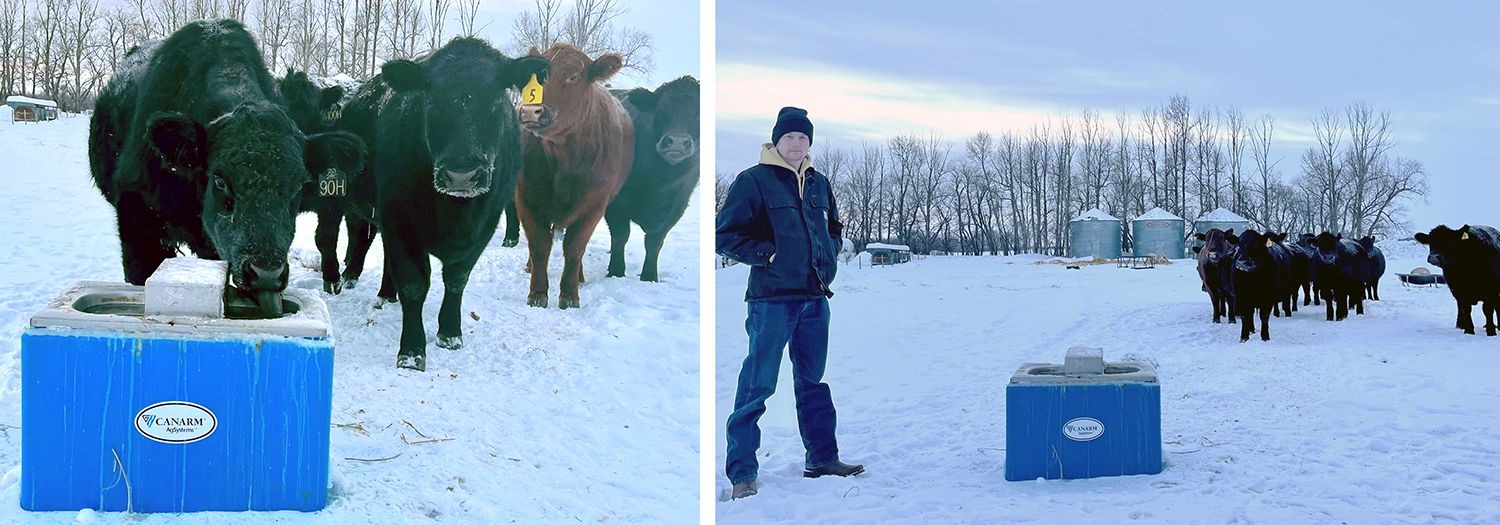 Greg Farnell, Cows, Poly Waterer