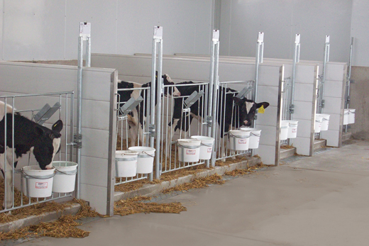 Calves in a row of Comfy Calf Suites with 2 calves setup in group penning for early socialization.