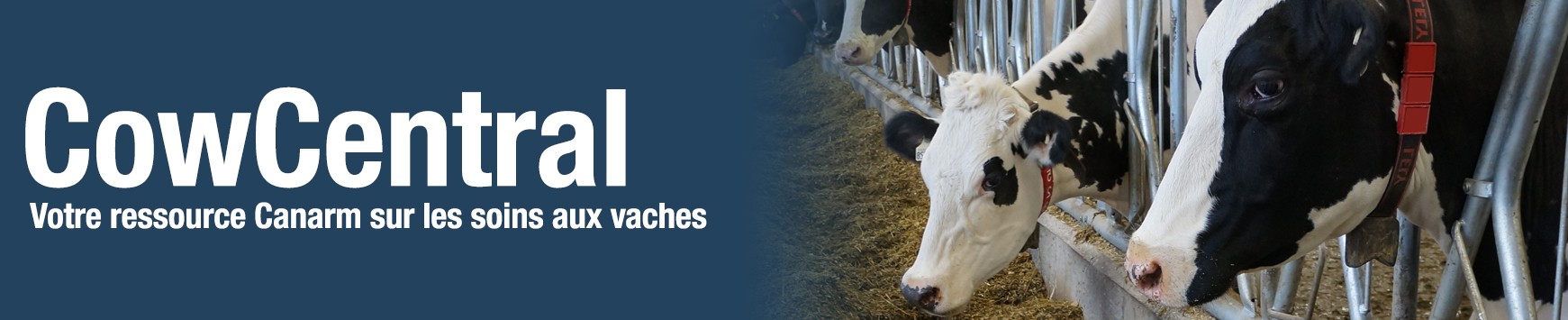 CowCentral