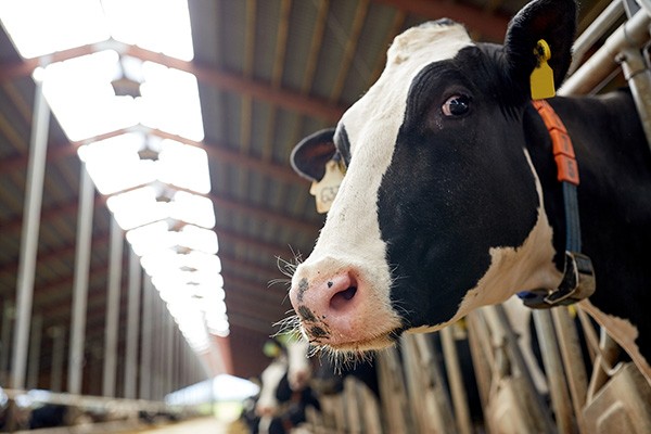 Close up of a cow in a barn with bright lighting in the background.