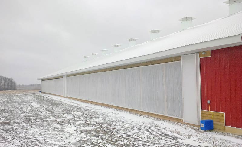 Une étable en hiver avec les rideaux légèrement ouverts dans un système de ventilation naturelle.