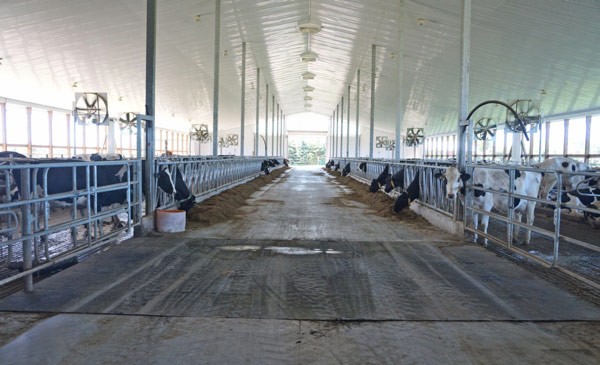 Natural light fills a barn entering through the sidewalls with open curtain systems.