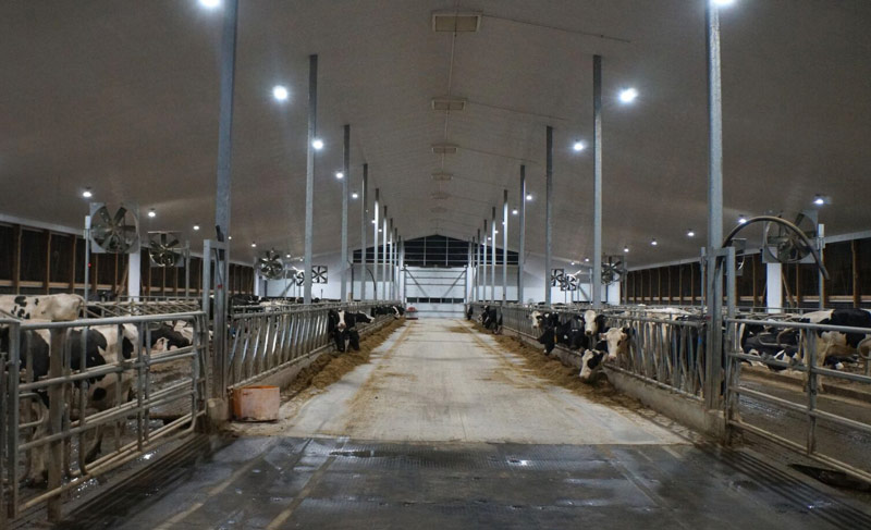 Feed aisle of a dairy barn lit up at night.