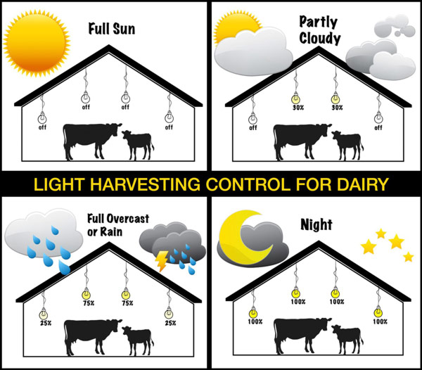 Automated light harvesting control for dairy barns. On a day with full sign all lights are off. Partly cloudy: some lights deeper in the barn are partially on. Full overcast or rain: most lights on with lights closer to openings dimmed lower. Night: all lights fully on until the days cycle is over.
