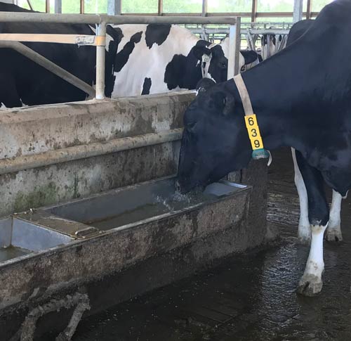 Cow drinking from a water trough.