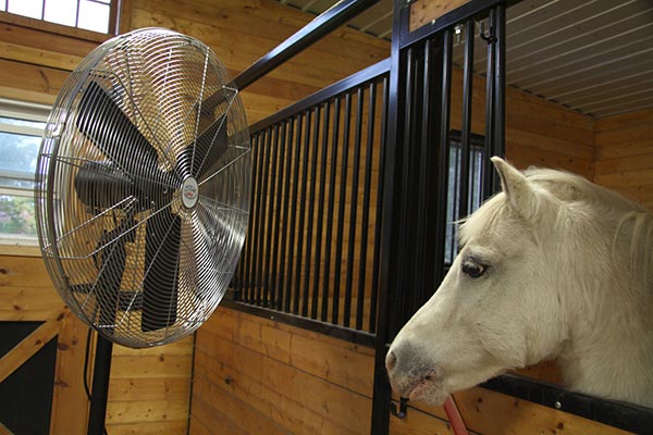 A horse keeping cool by a circulation fan.
