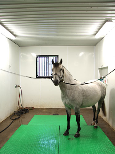 Vapour tight lights illuminate a wash stall with a horse ready to be washed.