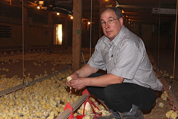 Stéphane Forest of La Ferme du Grand Orme inspects a baby chick.