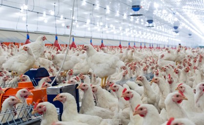 Chickens in a barn with bright LED lighting