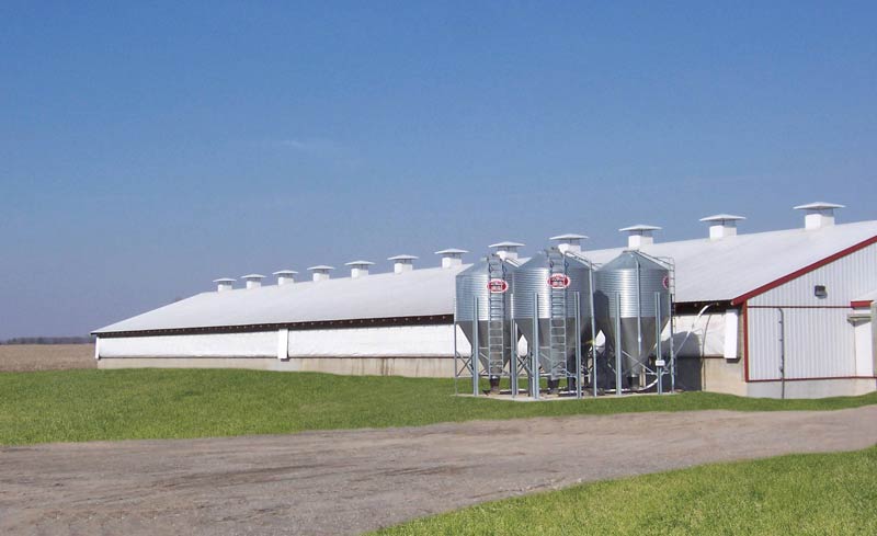 Sow barn with insulated curtains and ridge chimneys in a natural ventilation system.