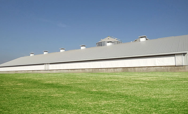 insulated curtains mostly closed on a pig barn to retain heat while controlling the air exchange rate inside the building for proper ventilation.