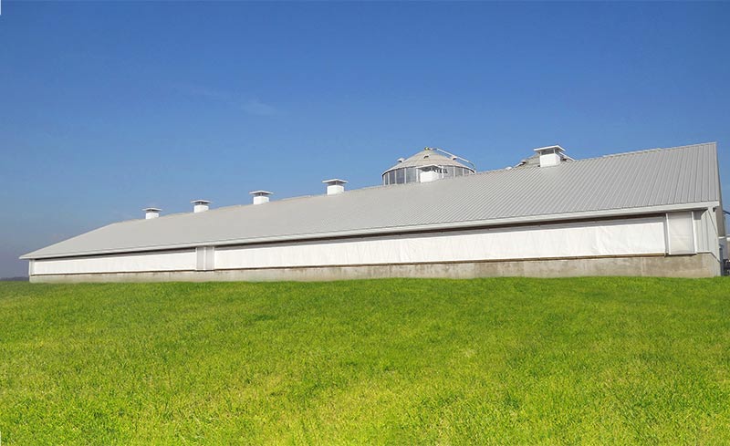 Sow barn with insulated curtains in a natural venilation system.