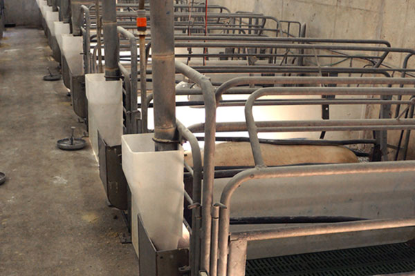 Row of sow crates with feeders.