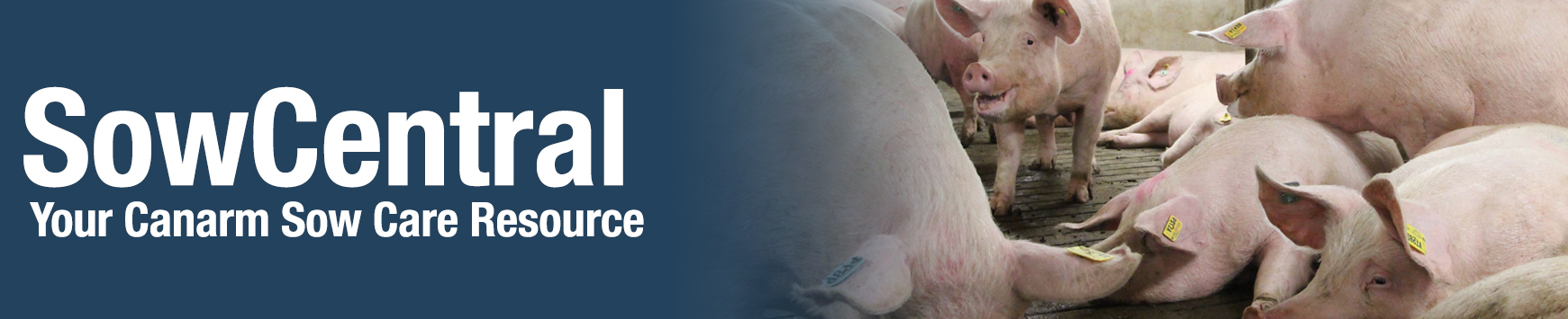 SowCentral, your canarm sow care resource.