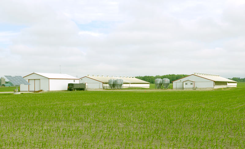 Multiple buildings on a sow farm utilizing natural ventilation systems.