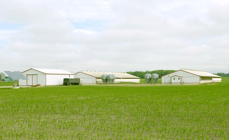 Multiple buildings on a sow farm utilizing natural ventilation systems.