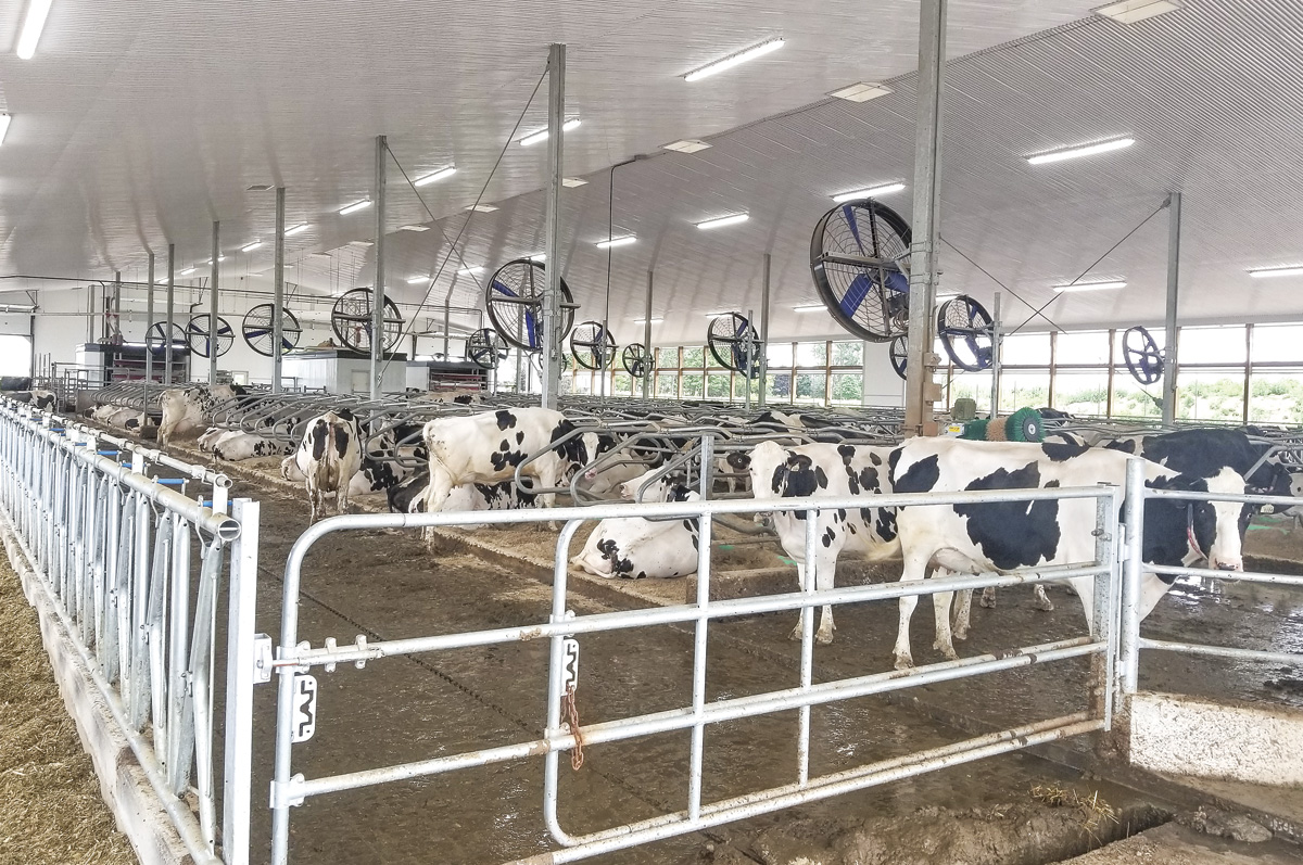 Des vaches dans une grange avec des ventilateurs de circulation de l'air les gardant au frais pendant la chaleur de l'été.