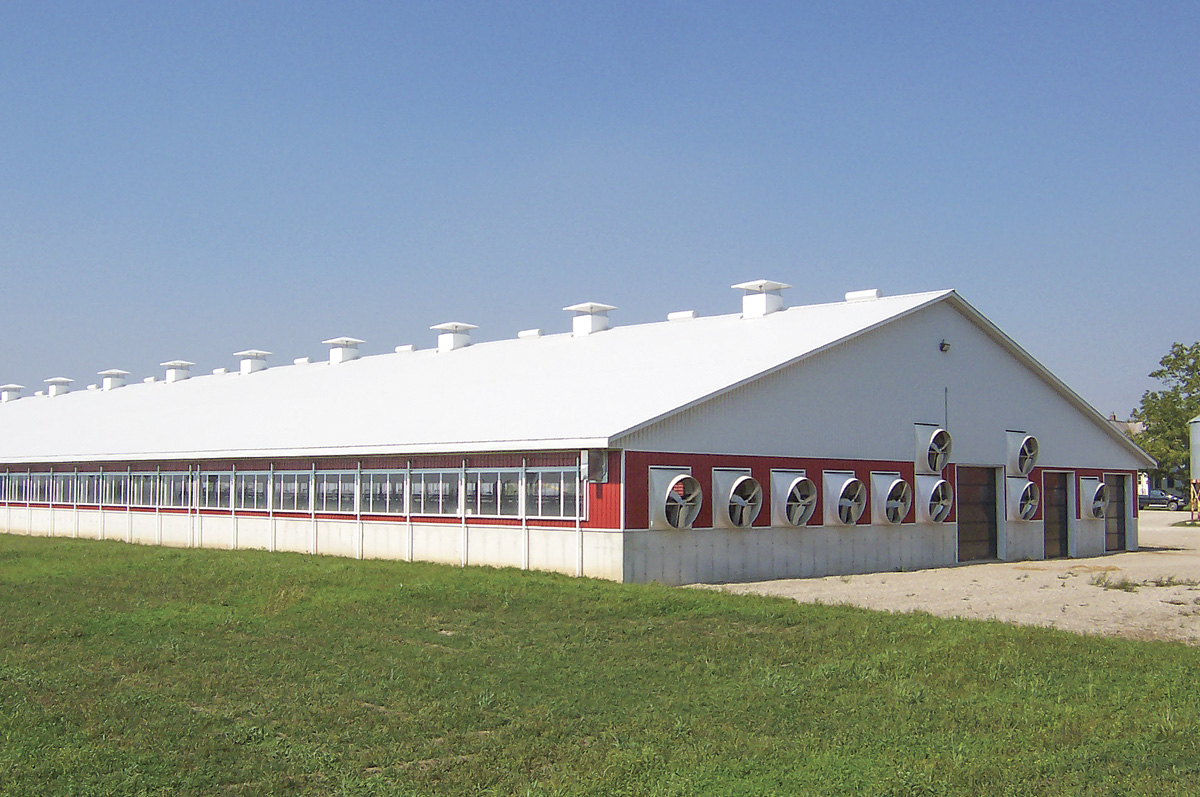 Une grange utilisant un système de ventilation longitudinale pour le refroidissement avec des cheminées de faîtage, un système de panneaux sur la paroi latérale et de grands ventilateurs d'extraction.