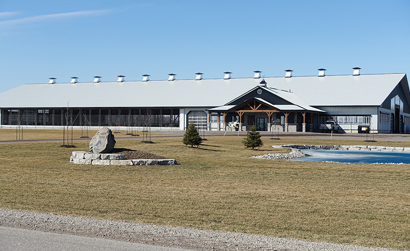 Newly built dairy barn with natural ventilation system.
