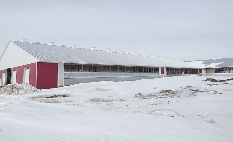 Ferme laitière dans la neige au sol avec un système de rideaux partiellement ouvert et des cheminées sur le faîtage dans un système de ventilation naturelle.