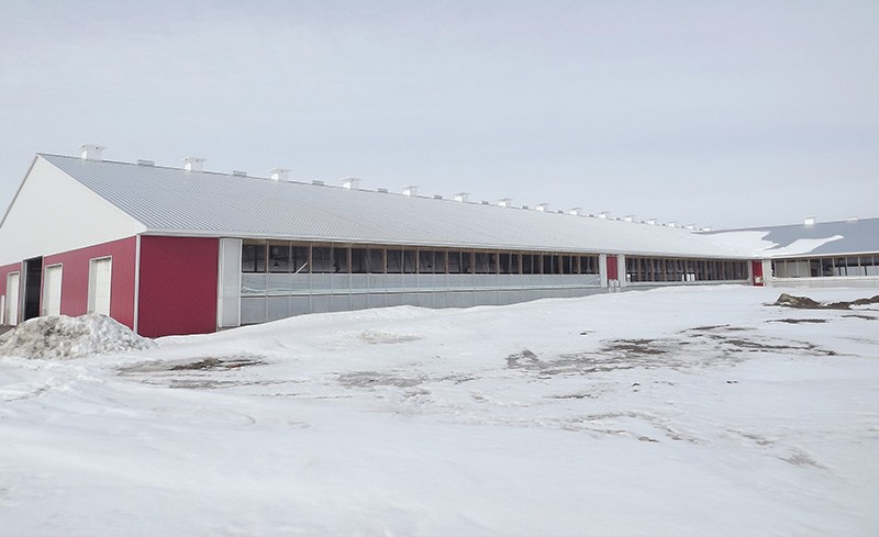 Ferme laitière récemment construite avec système de ventilation naturelle.