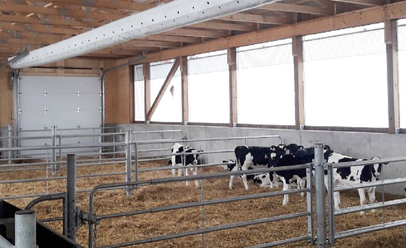 Veaux à l'intérieur avec des enclos fermés et une ventilation naturelle.