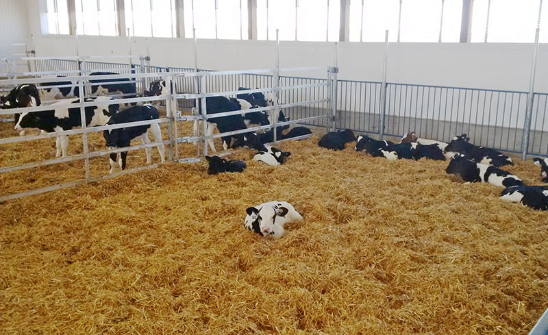 Veau couché dans le foin dans un enclos collectif séparé par des barrières.