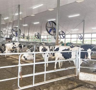 Keeping cows cool: Summer additions to a natural ventilation system