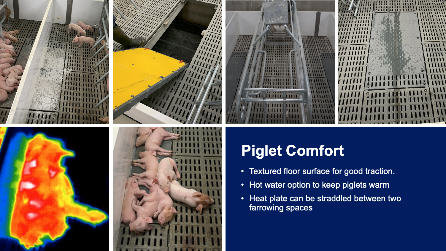 Piglet Comfort
