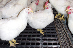 Poultry Flooring